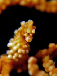 Face To Face! Taken In Anilao With Canon G7. by Edvin Eng 